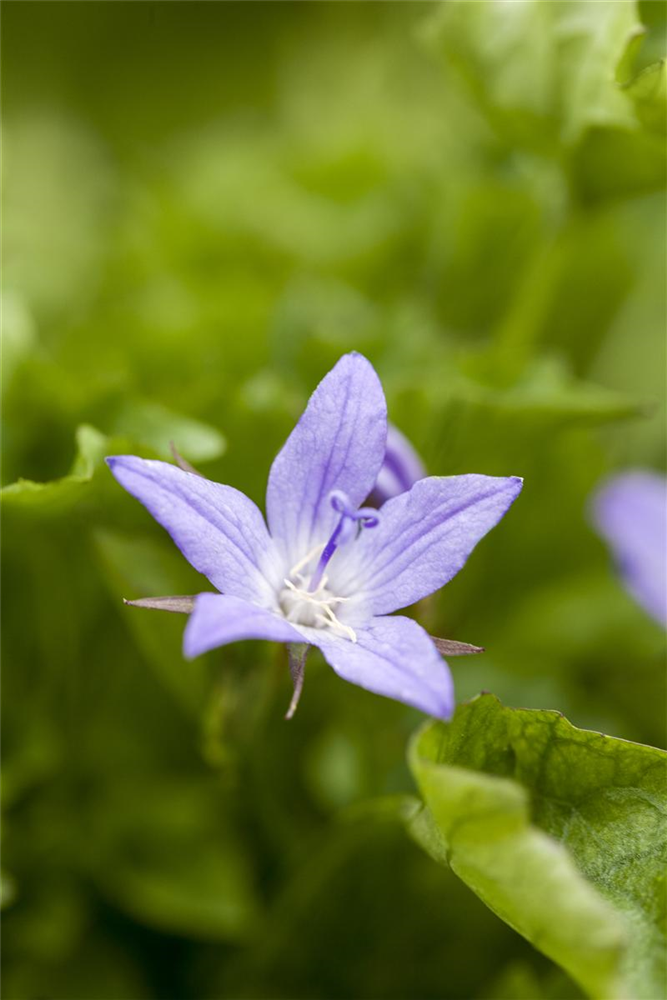 Campanula poscharskyana