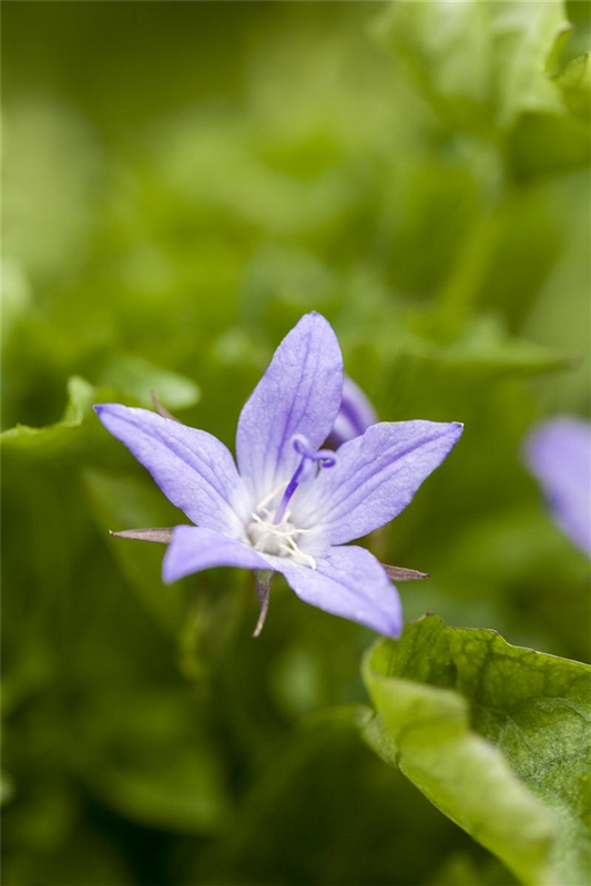 Campanula poscharskyana