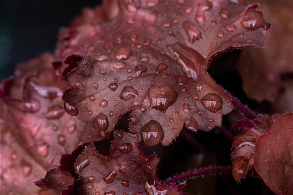 Purpurglöckchen 'Chateau Rouge'