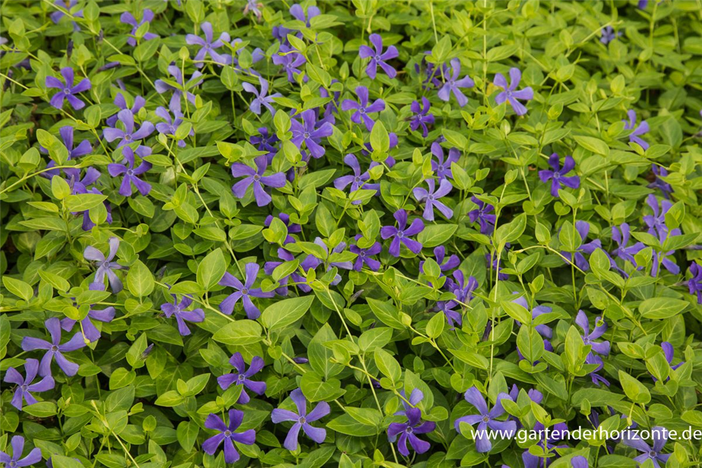 Großblättriges Immergrün