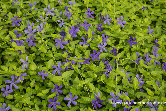 Großblättriges Immergrün