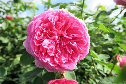 Beetrose 'Leonardo da Vinci'®