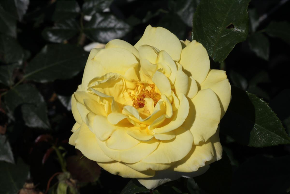 Edelrose 'Limona'®