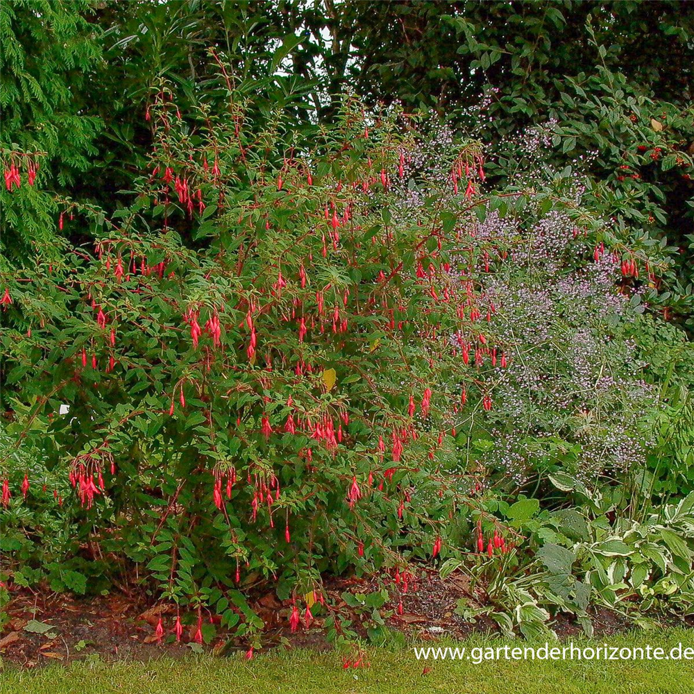 Garten-Fuchsie