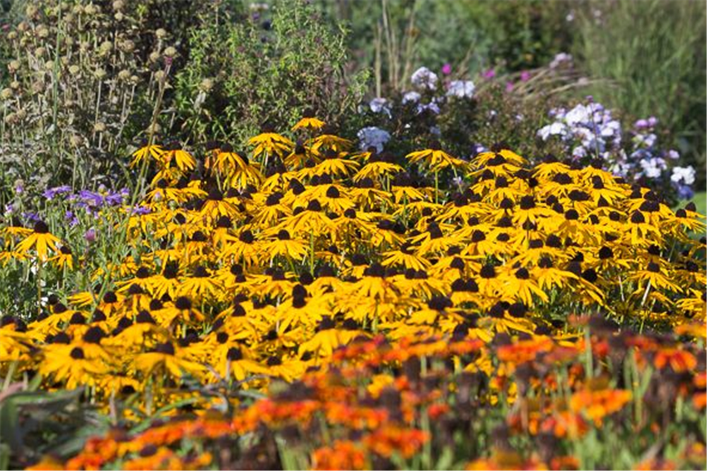 Leuchtender Garten-Sonnenhut 'Goldsturm'