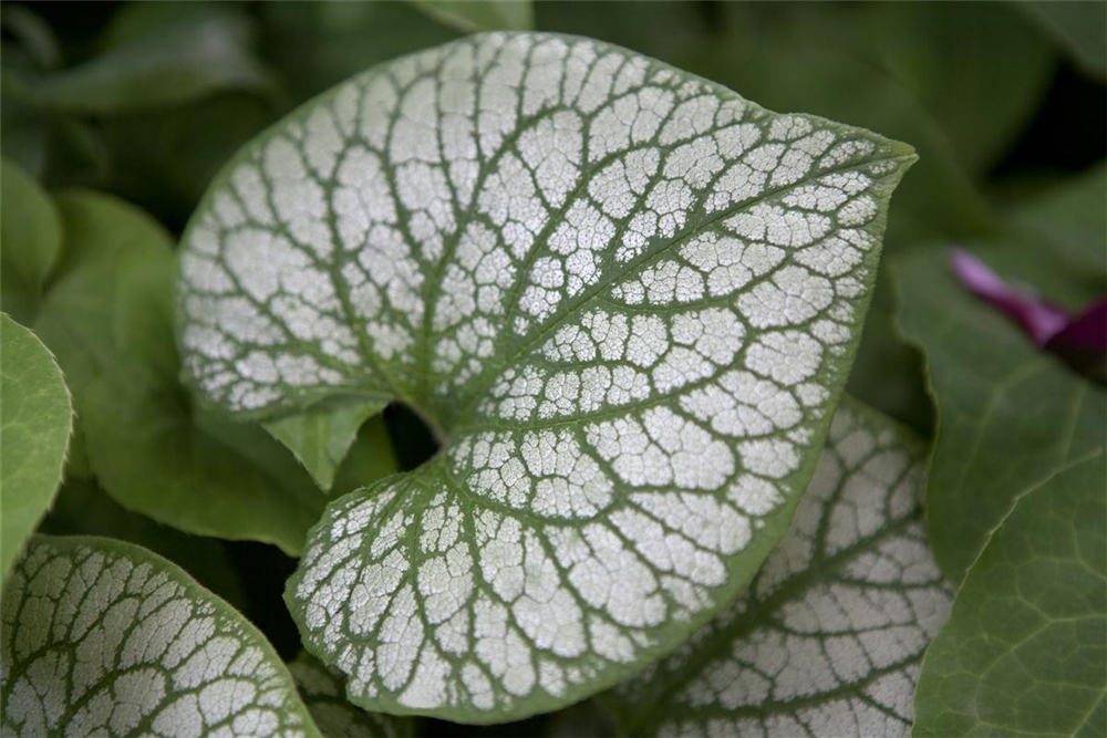 Brunnera macrophylla 'Jack Frost'  -R-