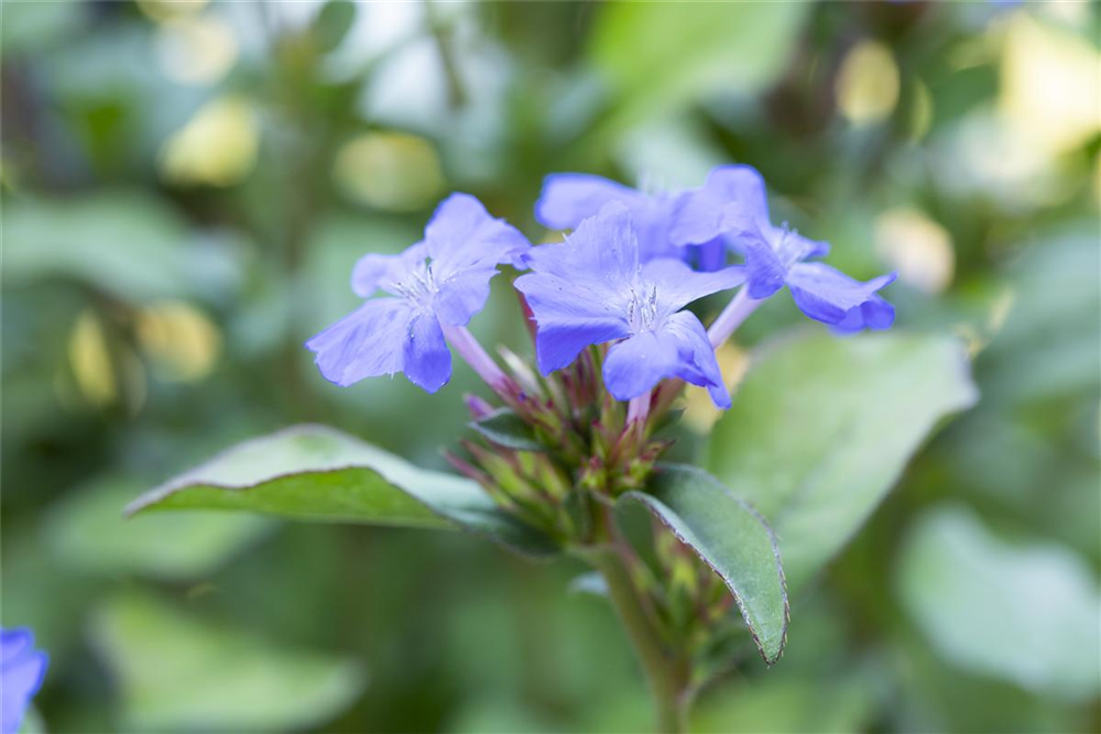 Ceratostigma plumbaginoides