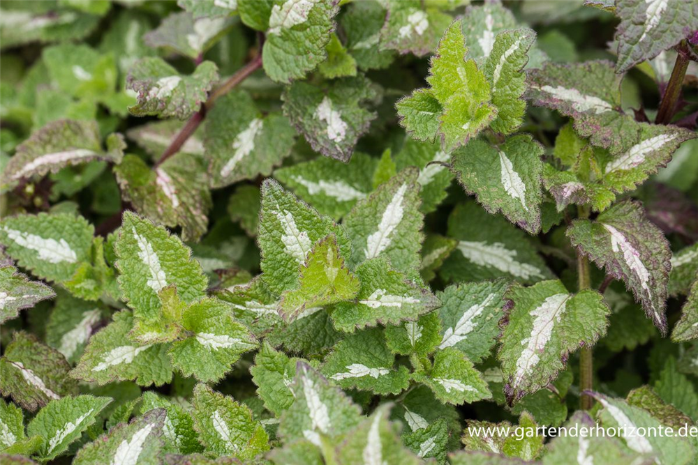 Lamium maculatum 'Chequers'