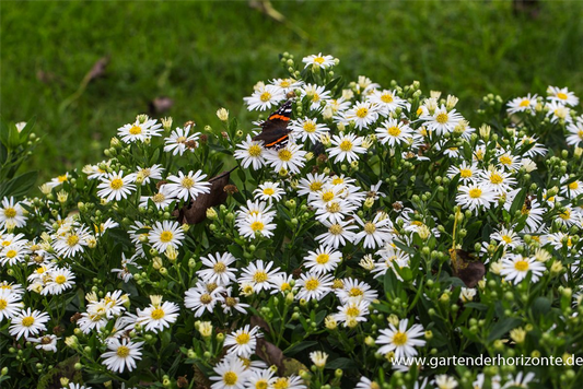 Zwerg-Wild-Aster 'Starshine'®
