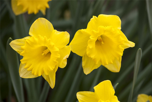 Trompeten-Narzisse 'Gold Medal'