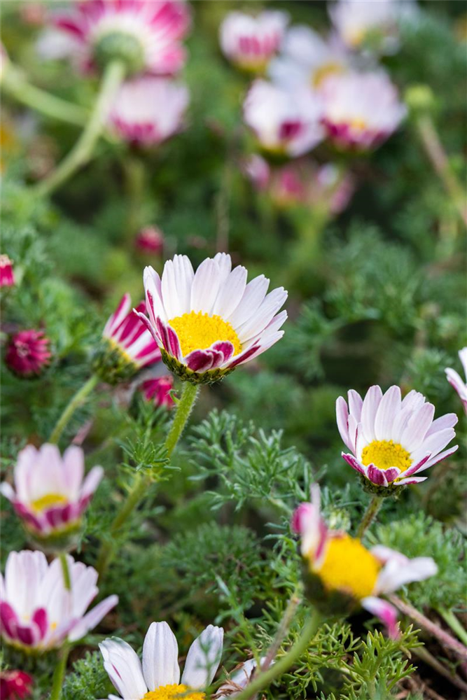 Kreisblume