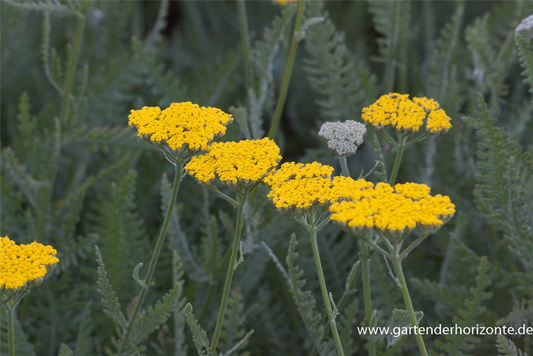 Hohe Garten-Gold-Garbe 'Coronation Gold'
