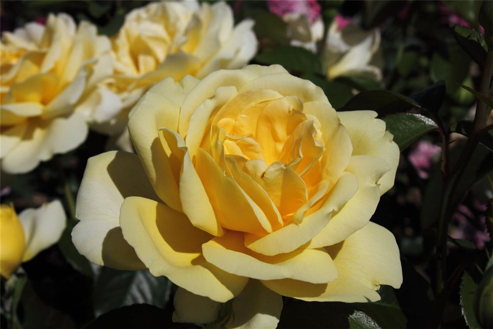 Edelrose 'Winter Sun'®