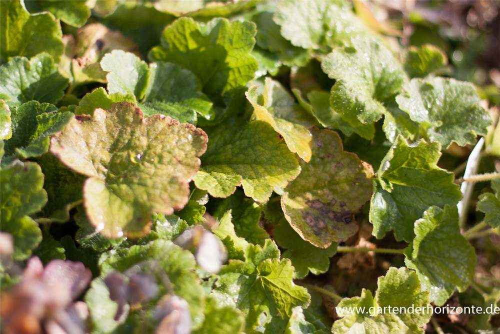 Falsche Alraunwurzel