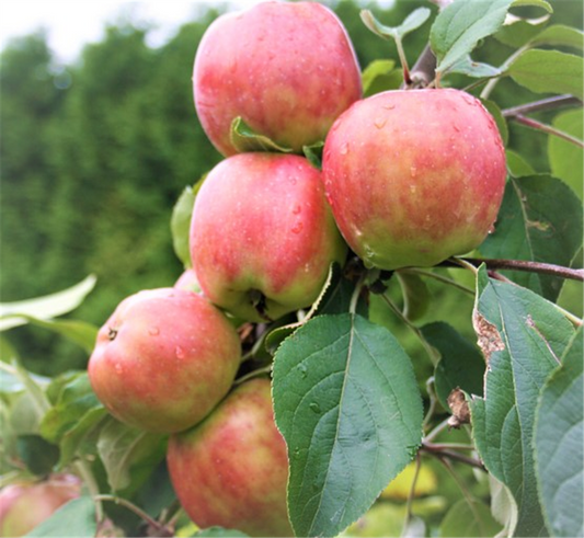 Apfel 'Gravensteiner'