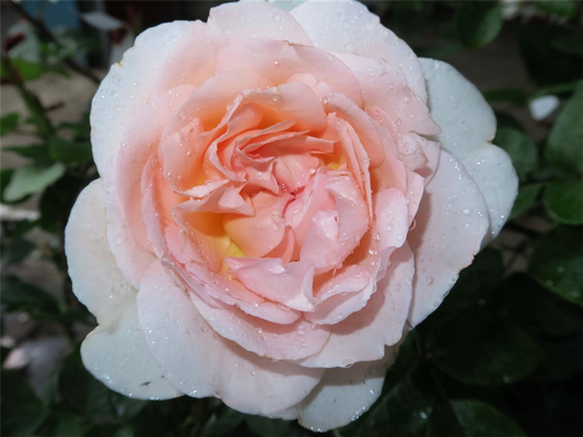 Beetrose 'Märchenzauber'®