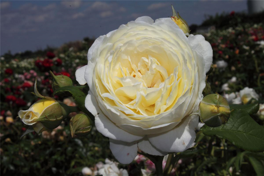 Strauchrose 'Claire Austin'®