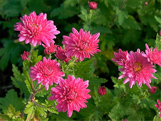 Chrysanthemum x hort.'Schweizerland'
