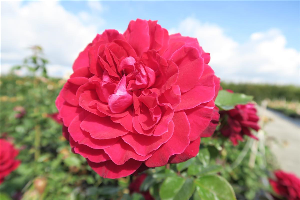 Edelrose 'Bellevue'®