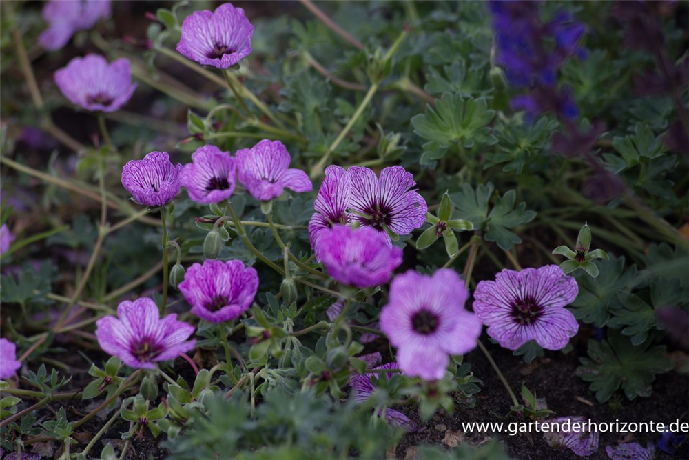 Geranium cinereum 'Laurence Flatman'