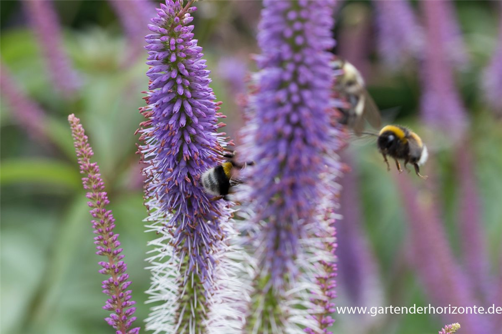 Garten-Kandelaberehrenpreis 'Fascination'