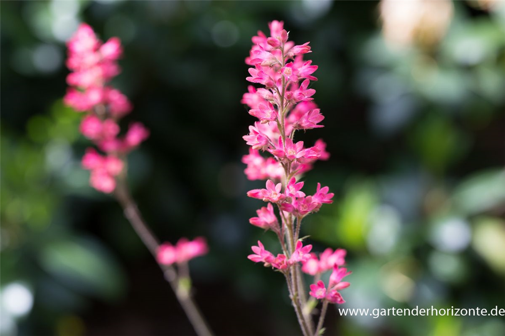 Heuchera sanguinea 'Leuchtkäfer'