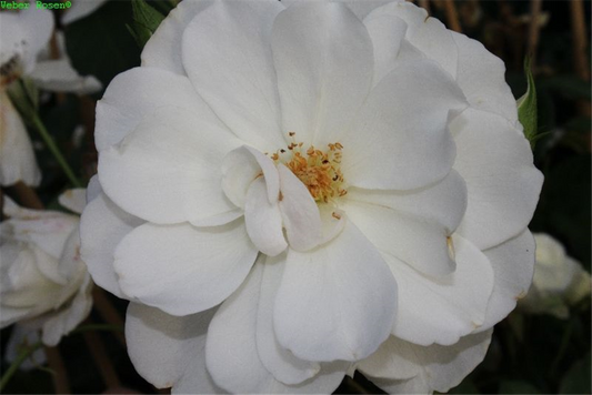 Strauchrose 'Schneewittchen'®