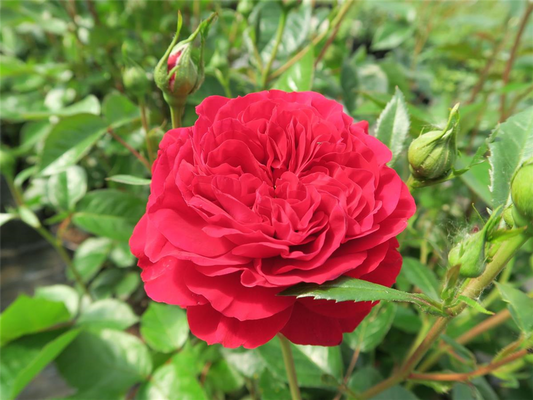 Beetrose 'Bordeaux'®