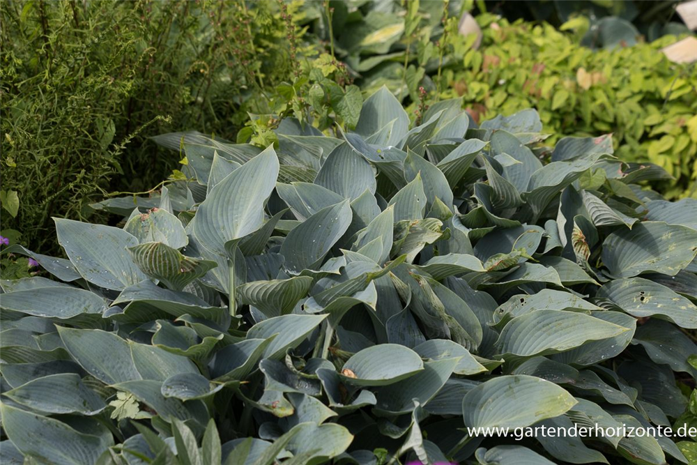 Hosta x tardiana 'Halcyon'