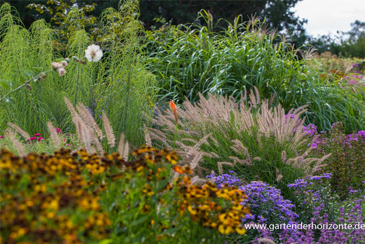 Orient-Lampenputzergras 'Karley Rose'