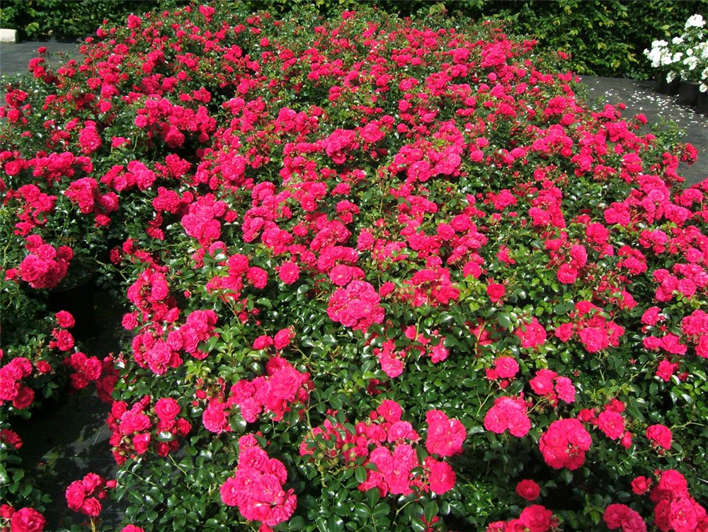 Bodendeckerrose 'Gärtnerfreude'®