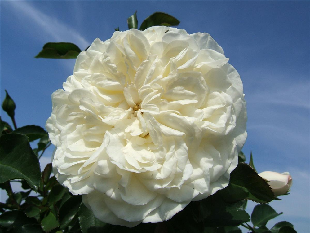 Strauchrosen 'White Meidiland'®