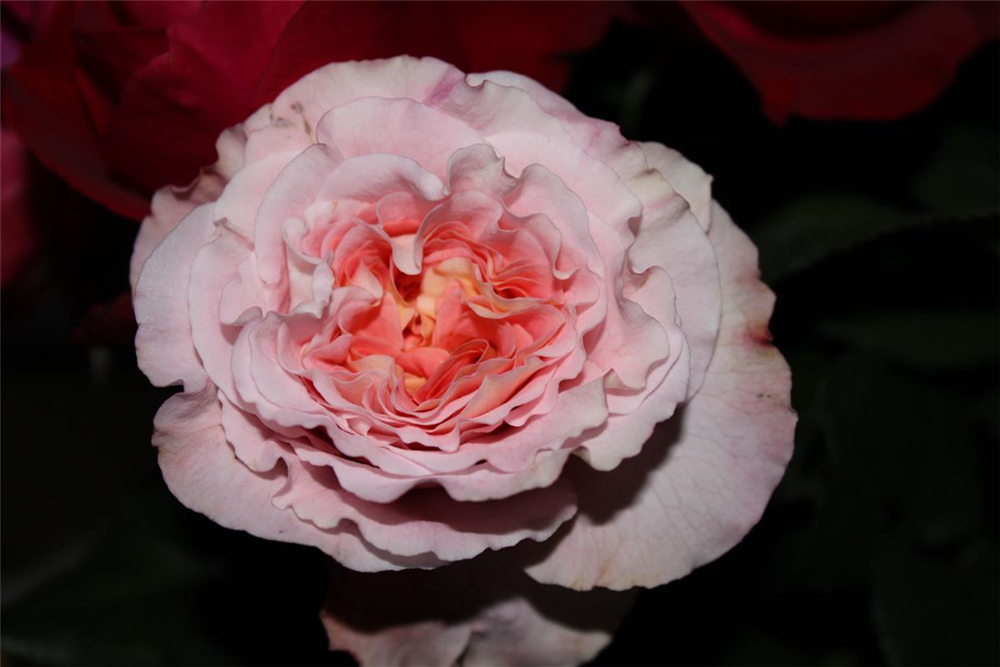 Edelrose 'Augusta Luise'®