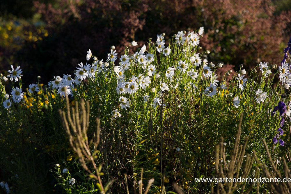 Herbstmargerite