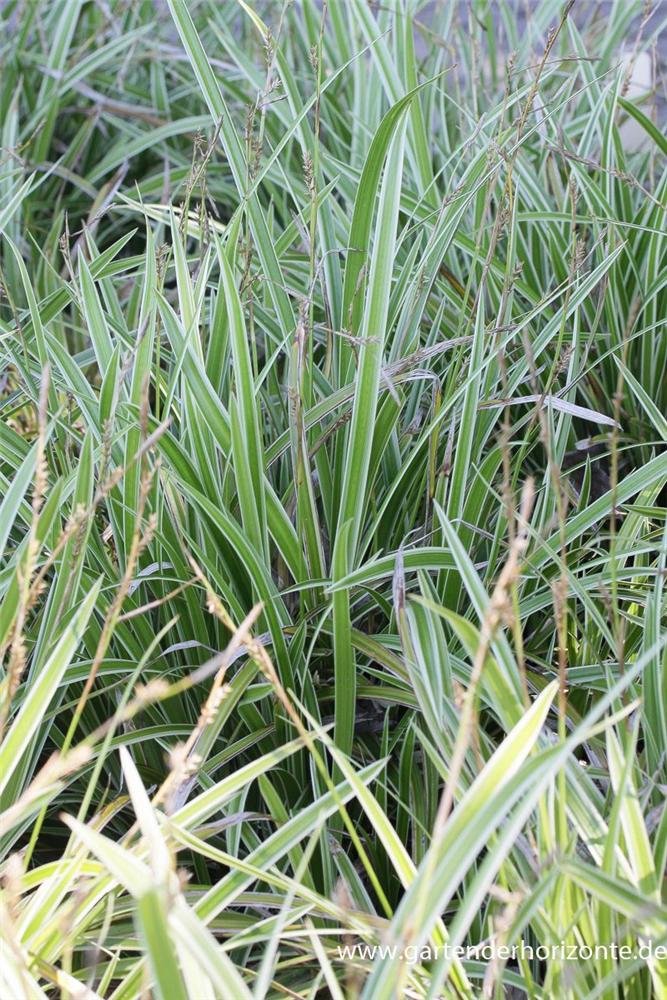 Carex foliosissima 'Icedance'