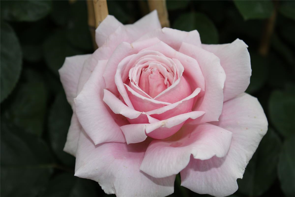 Edelrose 'Frederic Mistral'®