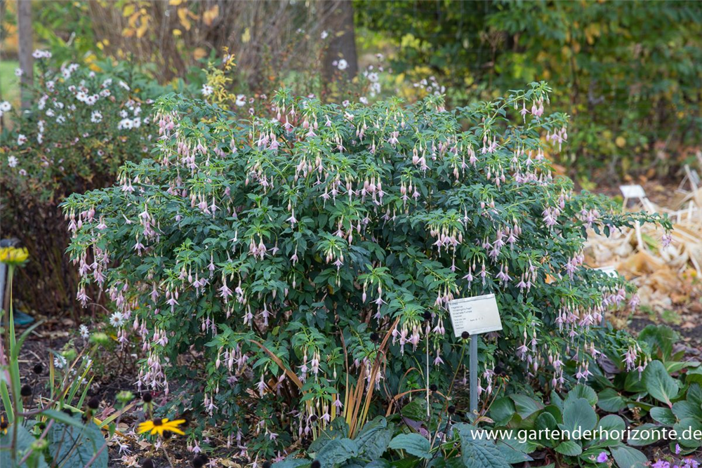 Fuchsie