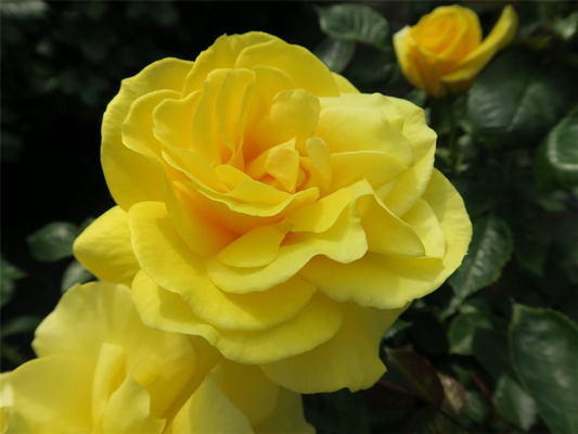 Beetrose 'Friesia'®