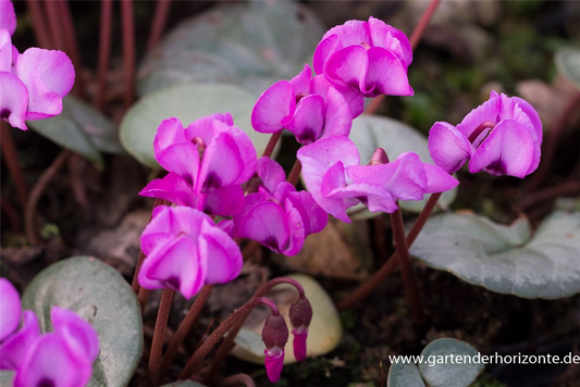 Cyclamen coum
