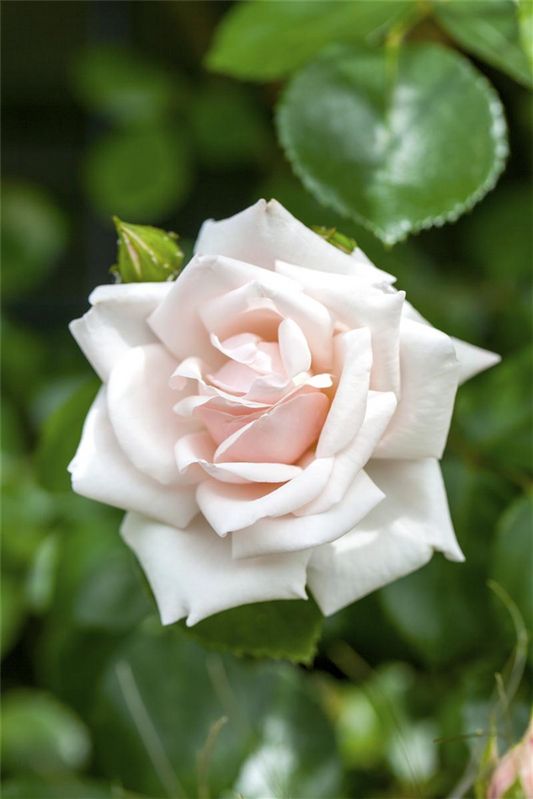 Kletterrose 'New Dawn'