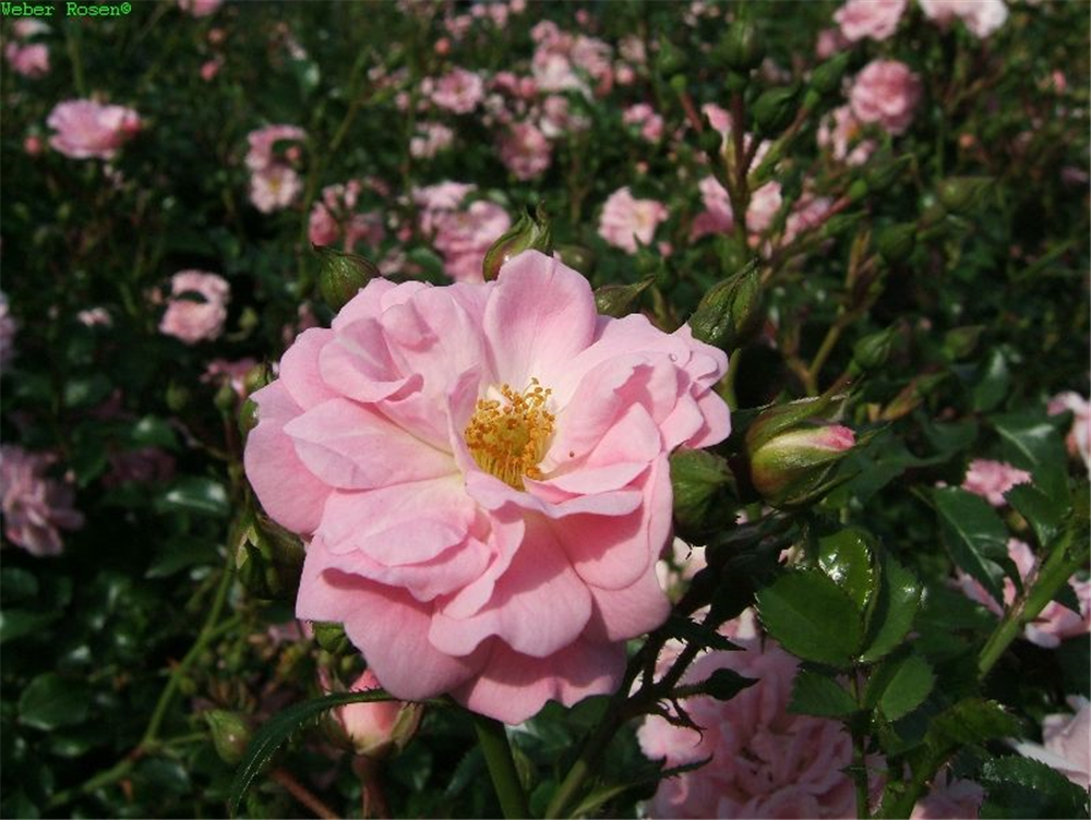 Bodendeckerrose 'Satina'®