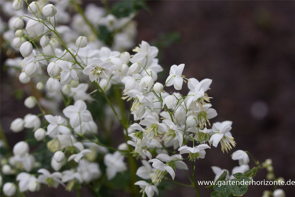 Garten-Wiesenraute 'Splendide White'®