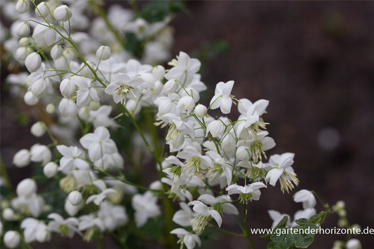 Garten-Wiesenraute 'Splendide White'®