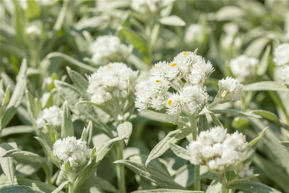 Großes Garten-Perlkörbchen 'Neuschnee'