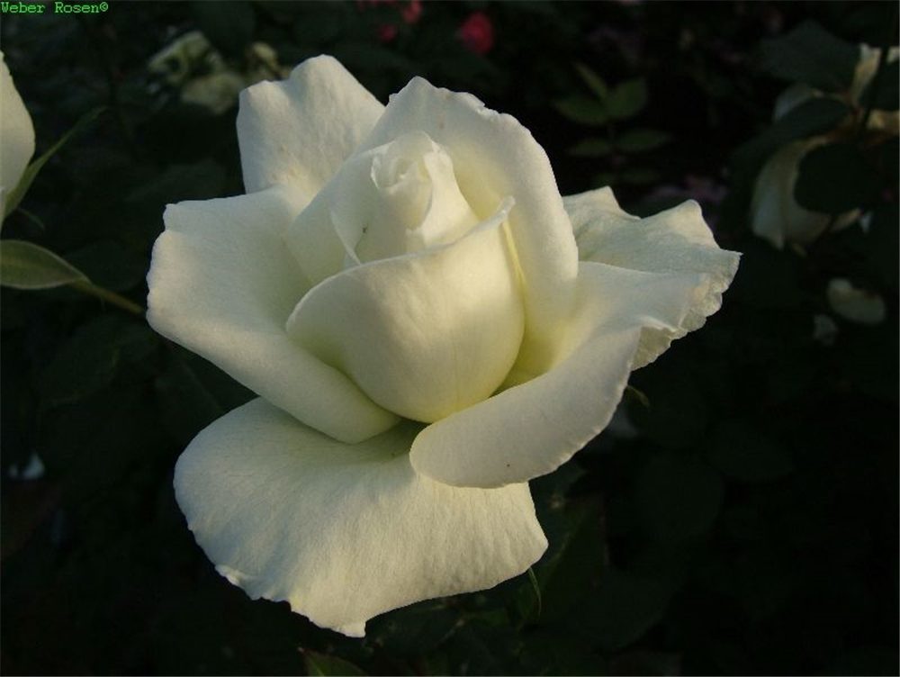 Edelrose 'Roy Black'®