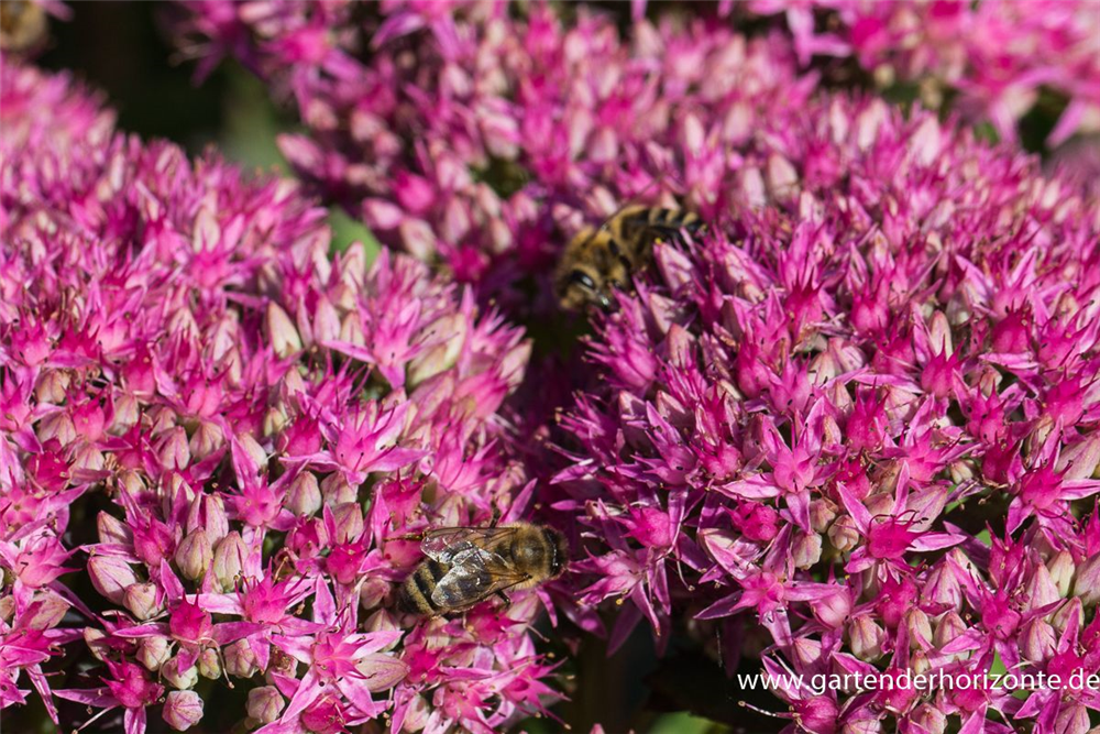 Prächtiges Garten-Fettblatt