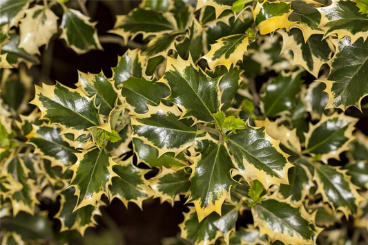 Weißbunte Stechpalme 'Silver Queen'