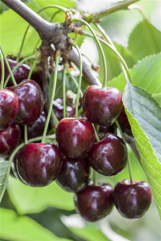 Süßkirsche 'Regina'