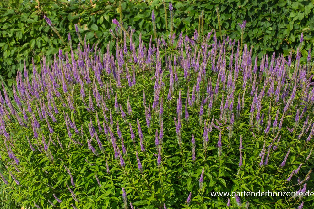 Garten-Kandelaberehrenpreis 'Fascination'