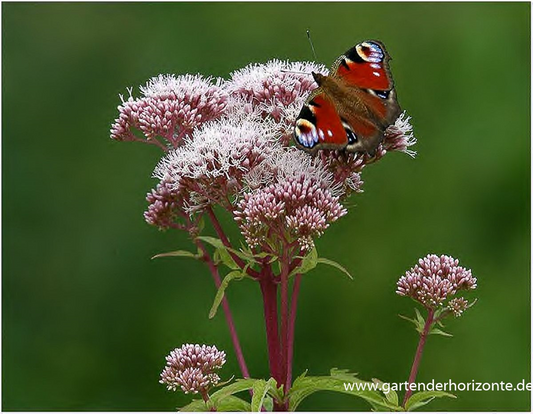 Eupatorium cannabinum